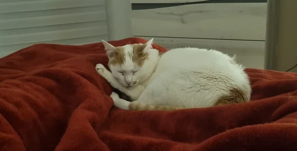 Domina_Deivis My Sammy 🐈 kitten and now Merlín 🐈‍⬛ Foto 2