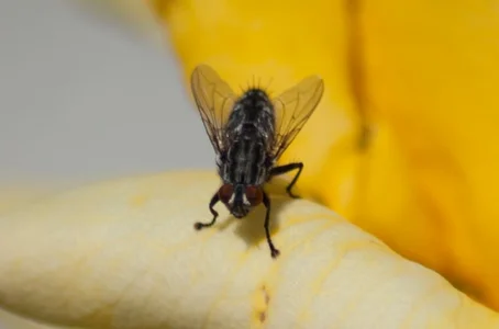 hadeszeuss2のinsectos - insectsの 6枚の写真