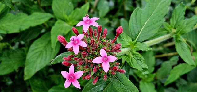 Kore_Persephone 📸🩵🪷🌻My Friends the Flowers🌻🪷🩵📸🎬🌿🥀 รูป  3