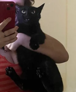 MilisaSweet777 angry cat Boba Gambar
