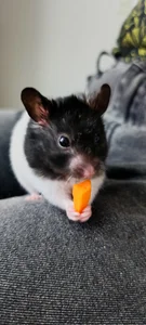 anaroman01 A house full of life and love ❤️ Εικόνα 6