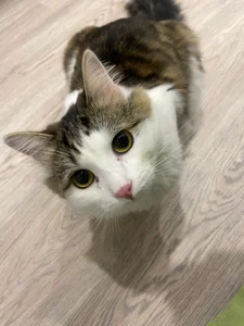 CindyMil my kitty Εικόνα 4