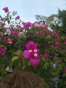 Zinlaa Public Foto 5