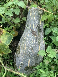 ChanceThaoのPublicの 2枚の写真