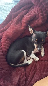 2Angela_ Pet Atlas 🐶 slika 4