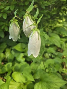 Korea-Kiss 이쁜꽃 Poză 4