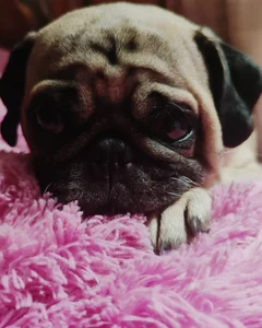 diamondfer MY PETS Pic 2