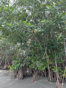 GoddessBrunette Public รูป  5