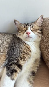 Cat od HKBOY0001  3 snímek