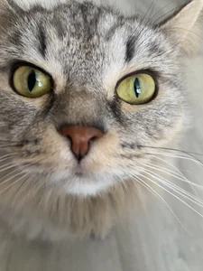 Zdjęcia AuroraLean Busya 🐱:  5