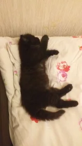 My pets✨ od SugarMuse  snímek