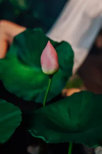 Annaa_Banana I'm a swan Pic