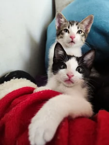 diamondfer MY PETS Pic 9