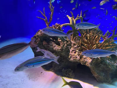 Zdjęcia mami_ch 水族館にいきました🐟: 
