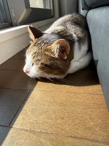 miyabi_chan_JP うちの猫🐱 Fotka