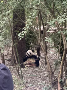 Rabbit-15 Public 圖片 8