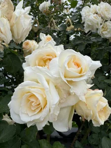 EmmaCherry7 heh Pic 3