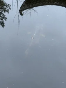 Tommy_Lidds China park 🌴🍃 Hình