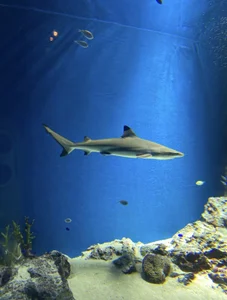 Public de Rin_Rin_chan_ Foto