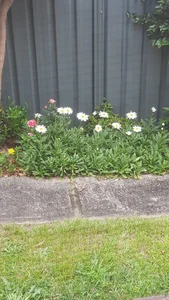 the_leader_1984 Public صورة واحدة|the_leader_1984 Public صورتان|the_leader_1984 Public  4 صور|the_leader_1984 Public  4 صورة