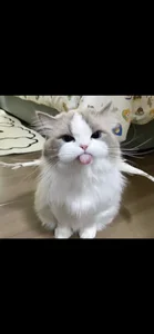 puchibad Milk Immagine 