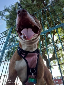 Eva_lenox I present to you my pet! Valka ♥ Pic 6