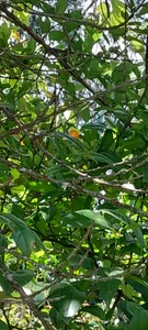 GabyThoms nature and peace Foto