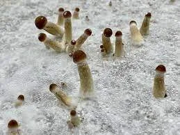 Bigdorkheadass Public Poză 2