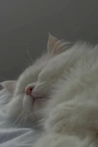 AmeliaMiles Public Foto