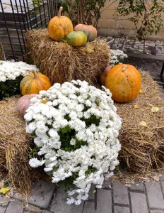 pure_radiance1 Halloween vibe 🎃 صورة واحدة|pure_radiance1 Halloween vibe 🎃 صورتان|pure_radiance1 Halloween vibe 🎃  صور|pure_radiance1 Halloween vibe 🎃  صورة