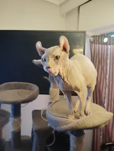 barbaszztop Mis gatos 사진 8