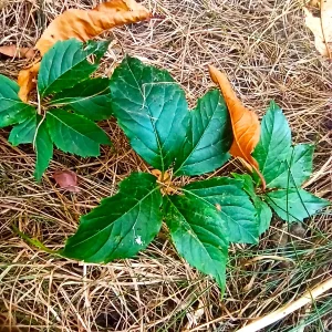 LovelyHelena Autumn in my garden Pic 3