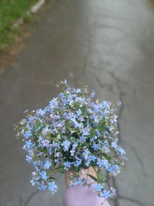 DebraHunter Flowers and landscapes Pic 4