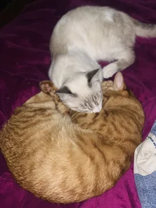 AlirawrzのMy catsの枚の写真