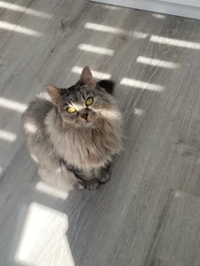 Zdjęcia AuroraLean Busya 🐱: 