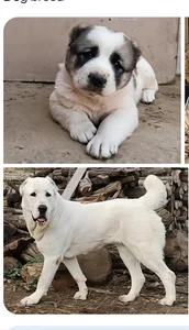 DjWaleBabu01 Public Foto 2