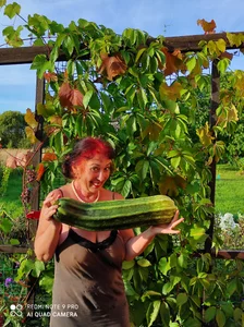GypsyEsmeralda kullanıcısının My zucchini albümü -  3 fotoğraf