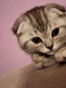 gRey junior 🐱 de ReiYosimoto Foto 2