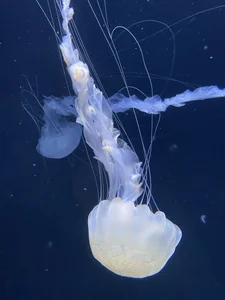 Rukachan_'s XXX Foto Telanjang 3