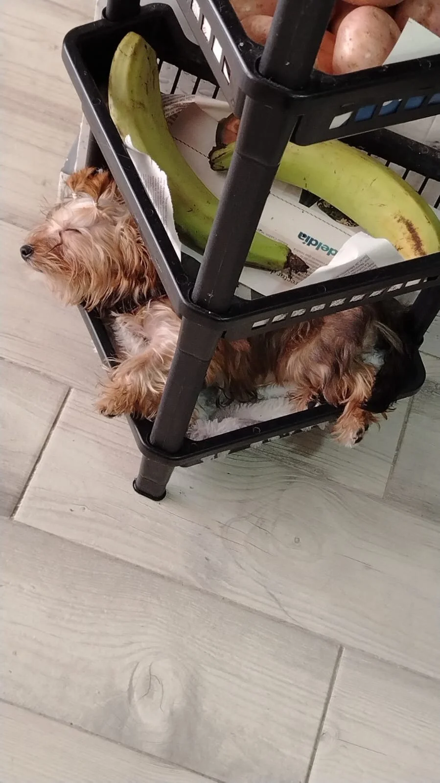 Amadeo_Wild  4112. kiemelt képe