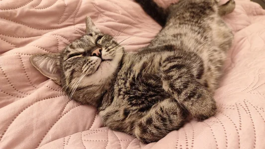LanaRadiance My favorite Splyushka😸(My pussy) Pic 9