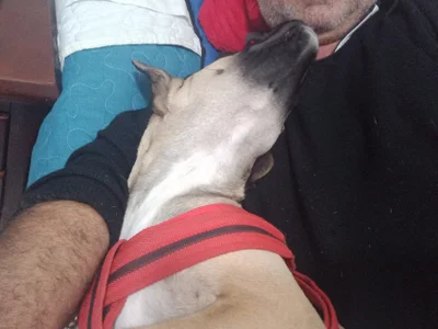 ferdinad20 A loyal love 사진