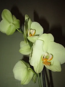 MISSBOOBS: My orchids! ( 7 фото)