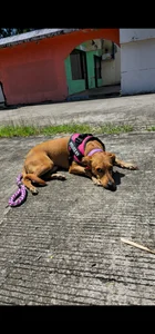 My beautiful pet 🐶 Athenea de luissa_xx  5 Imagens