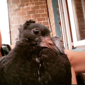 MiniLysii Birds Pic 2