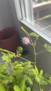 Alma- My Plants☘️🌿 Pic 2