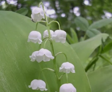 Audrey_Aura LILY OF THE LILY MY FAVORITE FLOWERS Foto 2