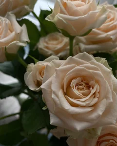 ameli_moon 🤗🫦💕😱😜🙌🌸🫶 사진 9