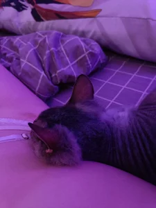 SelmaCarolfi My Little Pussy Bilde 3
