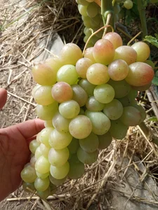 GypsyEsmeralda kullanıcısının Love albümü -  7 fotoğraf